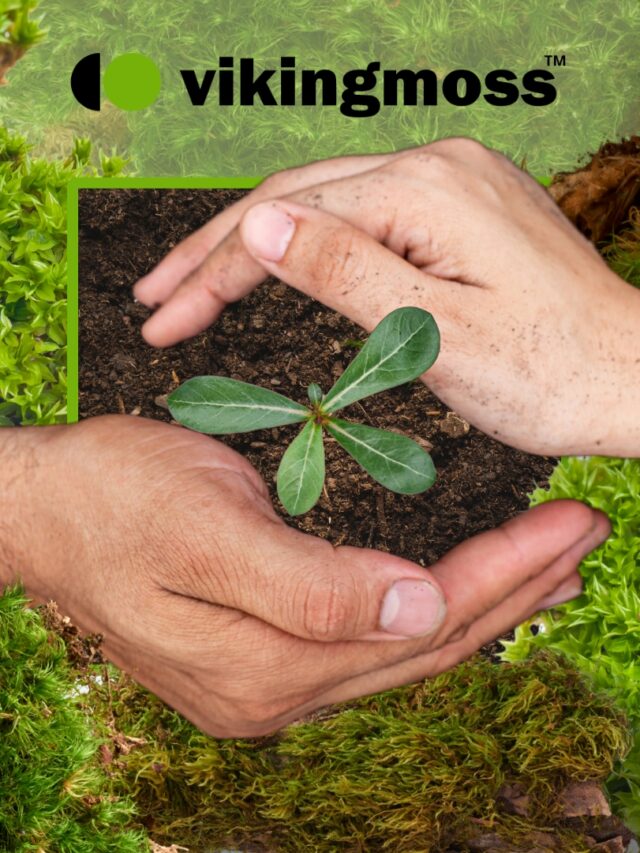 Rośliny ozdobne – praktyczny przewodnik po roślinach