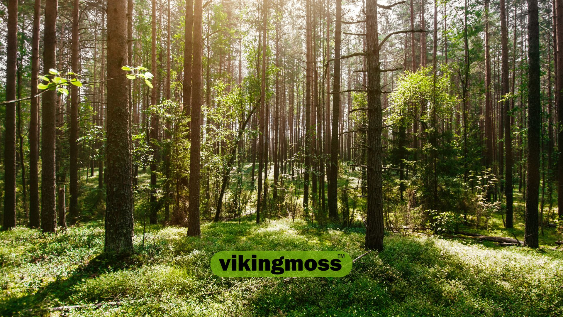 Bujny las z drzewami, krzewami i mchem