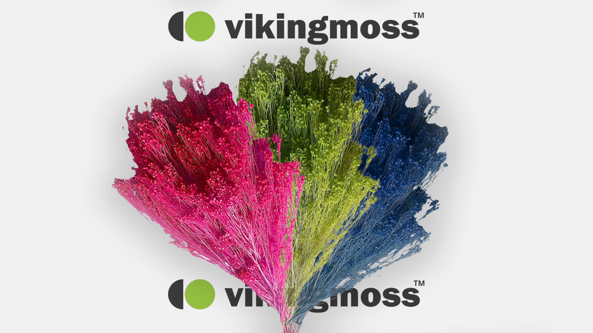 Broom bloom stabilizowany