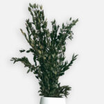 Stabilized eucalyptus
