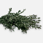 Stabilized eucalyptus
