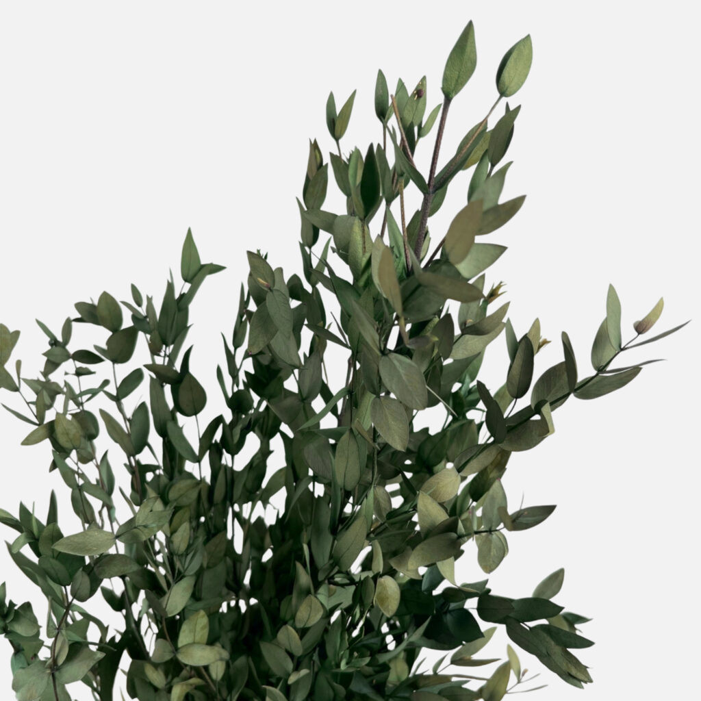 Stabilized eucalyptus