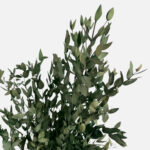 Stabilized eucalyptus