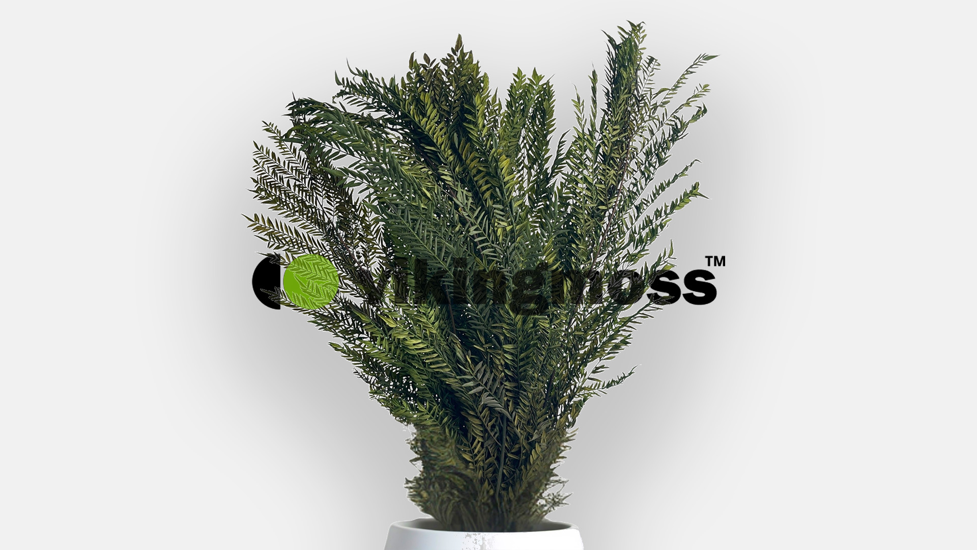 Jakaranda stabilizowana w białym wazonie.