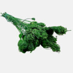 Dill stabilized in color average green