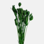 Dill stabilized in color average green