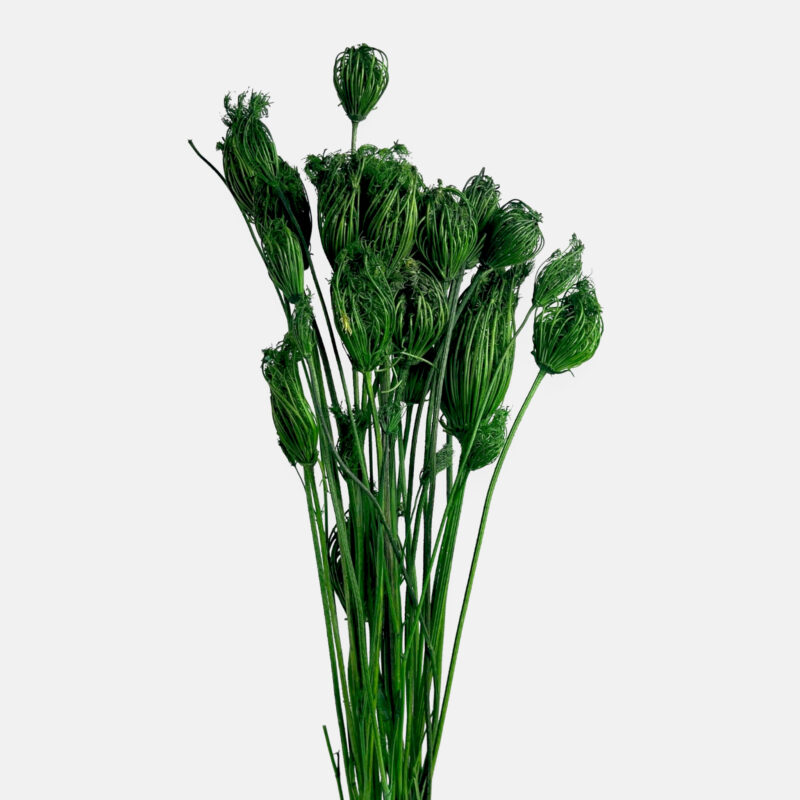 Dill stabilized in color average green
