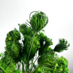 Dill stabilized in color average green
