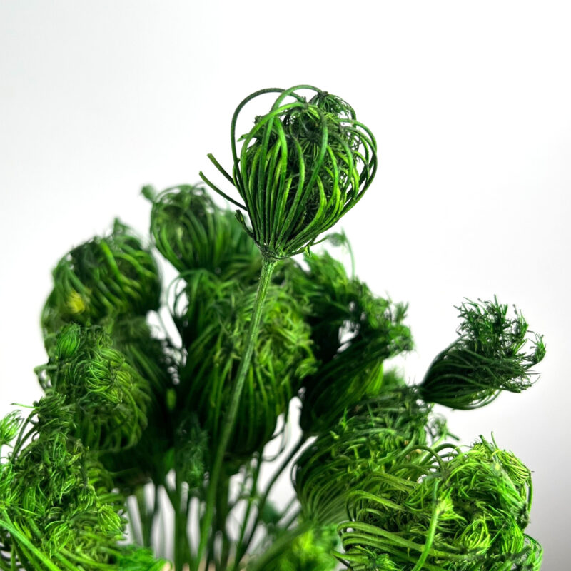 Dill stabilized in color average green