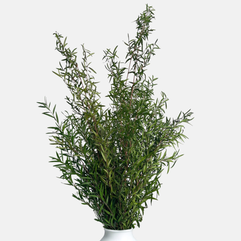 Lepto lungifolia stabilizowane