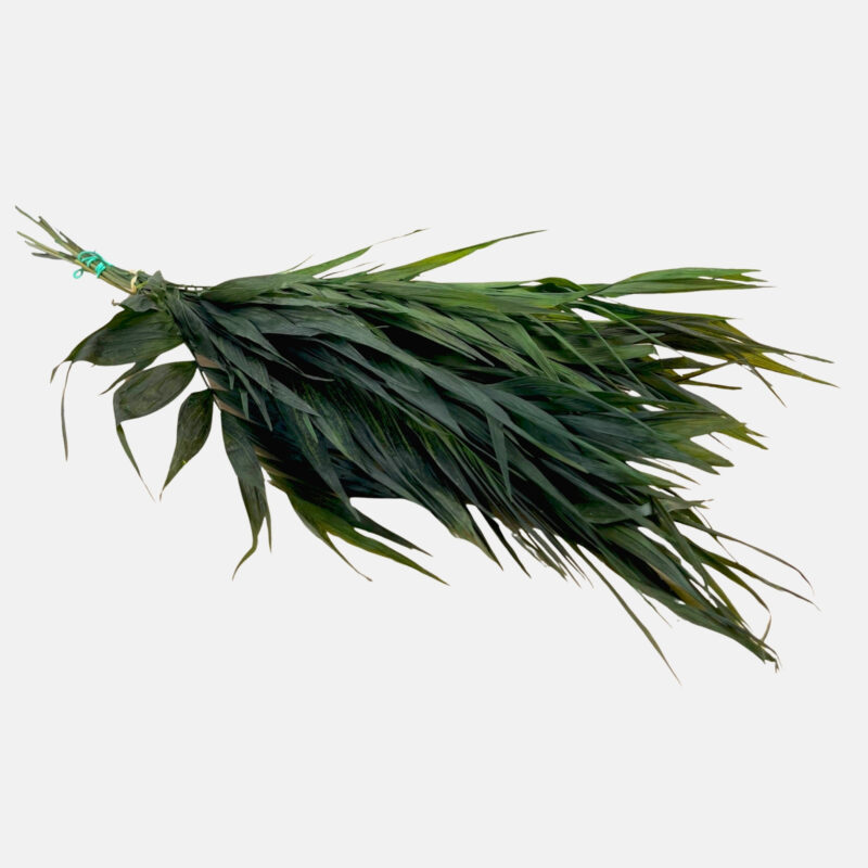 Stabilized chico palm