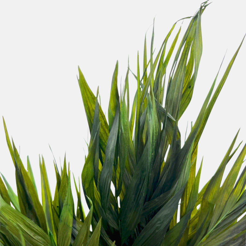 Stabilized chico palm