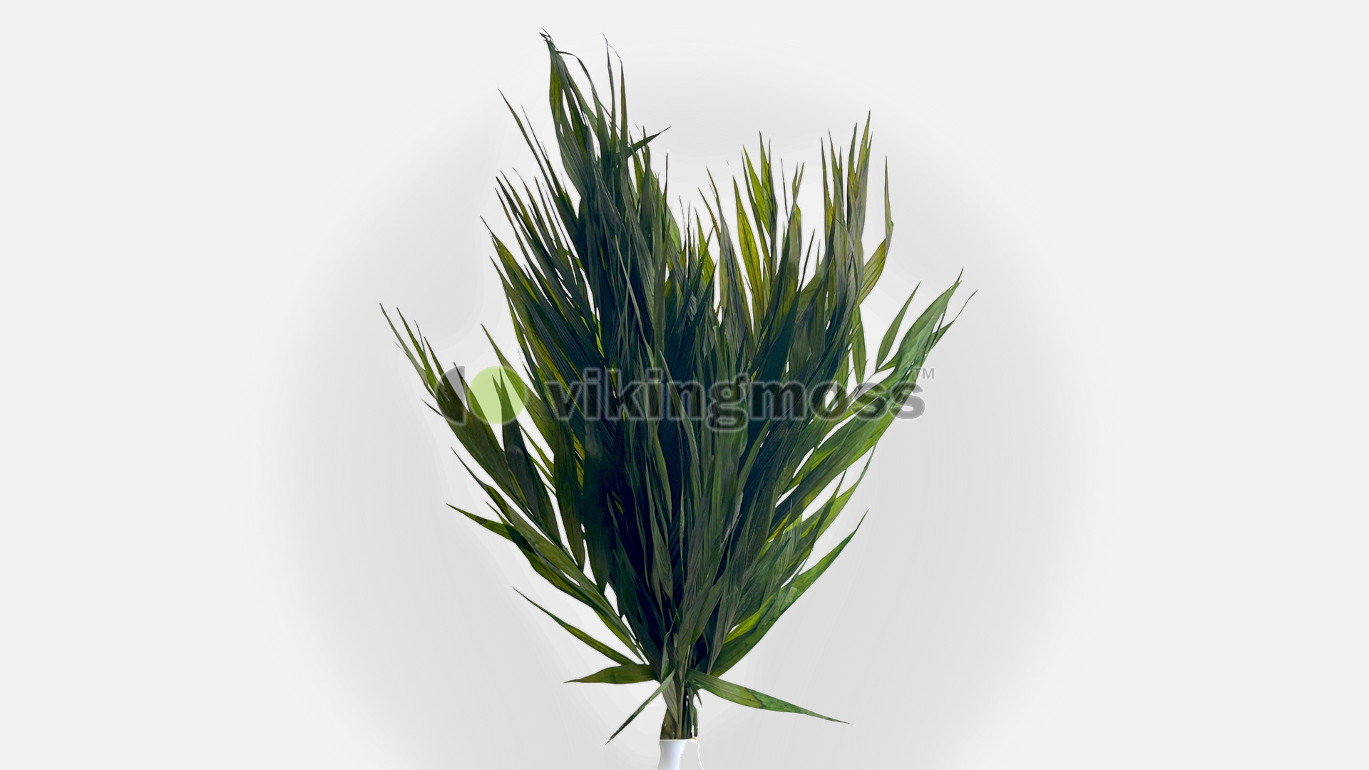 Palma chico stabilizowana.