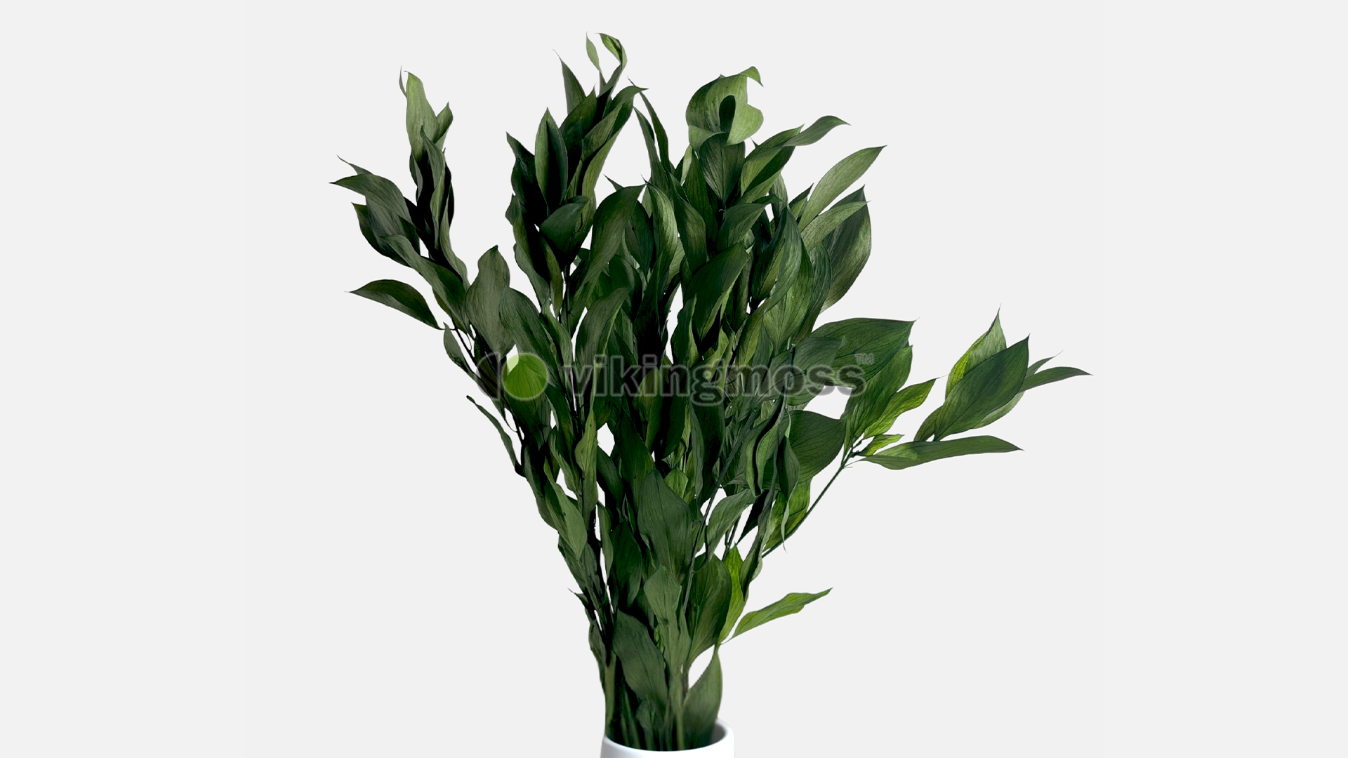 Ruskus stabilizowany w białym wazonie.