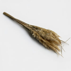 Plantas secas: Pampas Grass en color natural